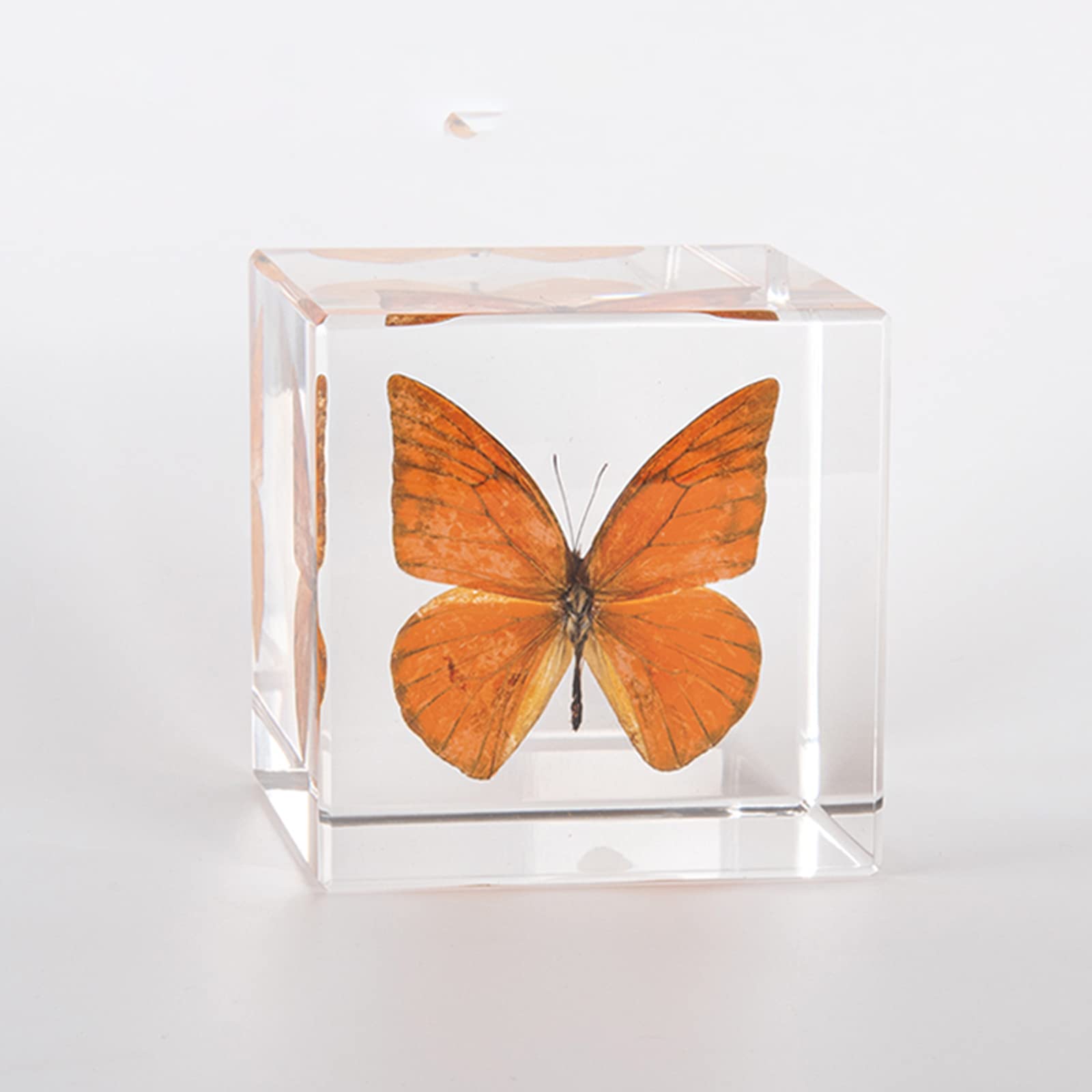 蝶　標本 Amazon.co.jp: 昆虫標本 本物の動物の蝶の標本 樹脂製の机の文鎮