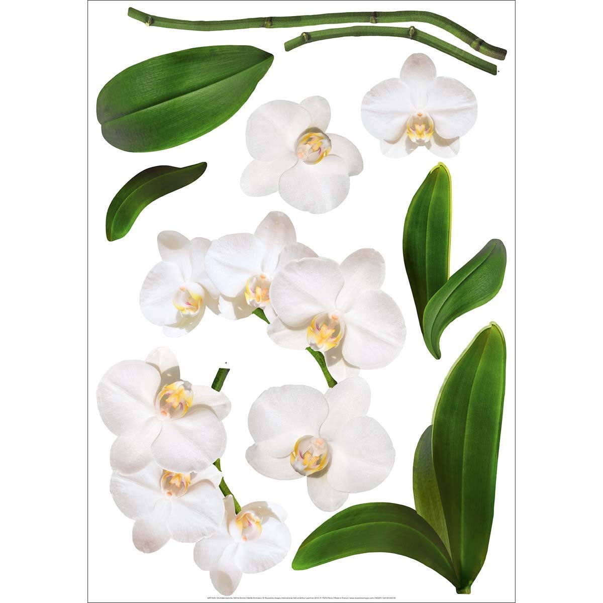 Wandtattoo Weie Orchidee - 50.5 x 70.5 cm | PostersDE : Amazon.de: Baumarkt