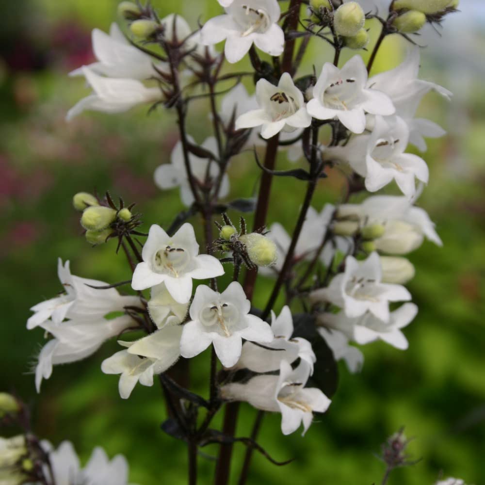 Penstemon Digitalis 'Husker Red' Kew Collection Seeds Beard Tongue Hardy Perennial Garden Flower Plants Easy to Grow Your Own 1x Seed Packet (Approx. 35 Seeds) by Thompson and Morgan