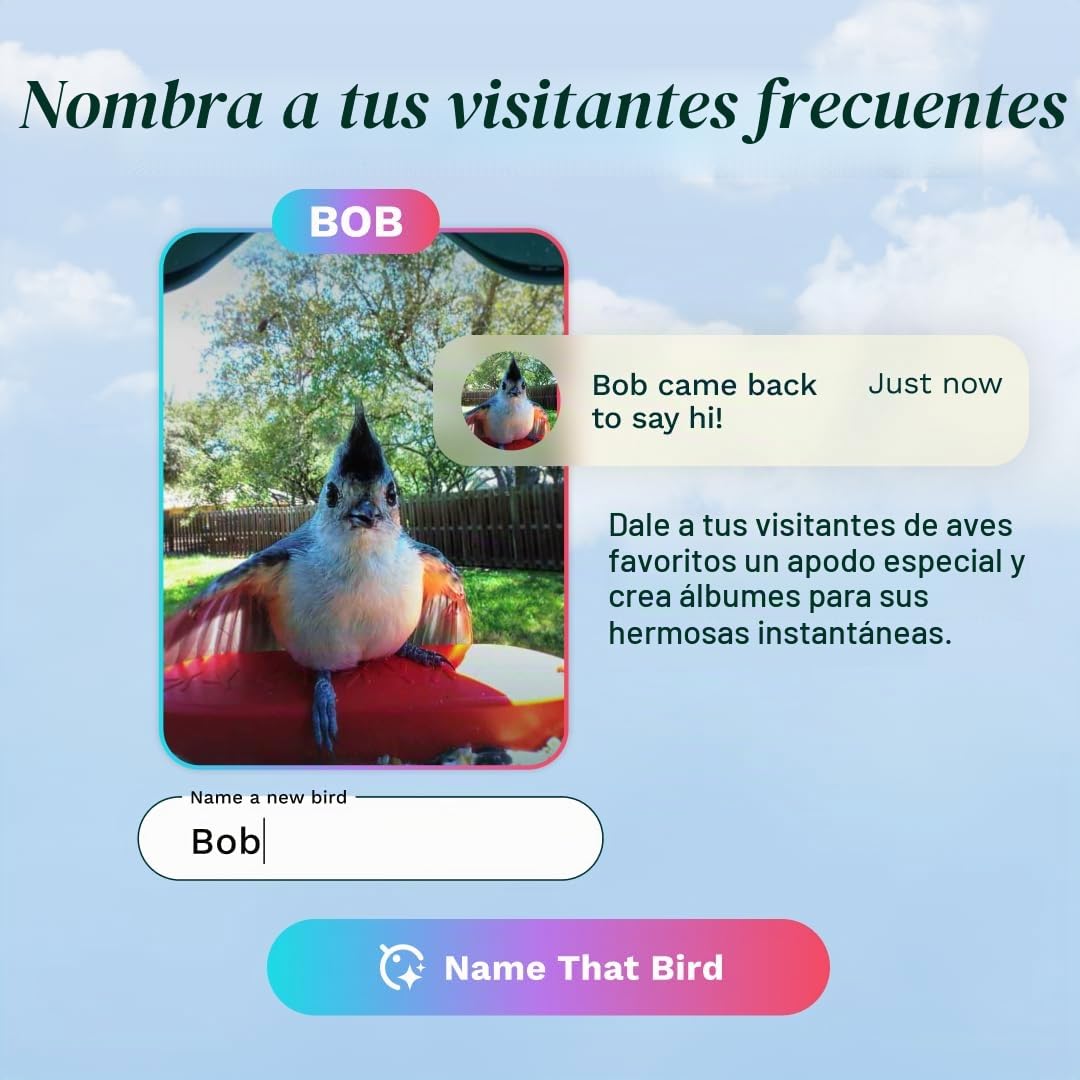 Bird Buddy - Alimentador de pájaros Inteligente Original con cámara de energía Solar, cámara AI de Alta resolución para Hermosas Fotos cercanas y una Experiencia única