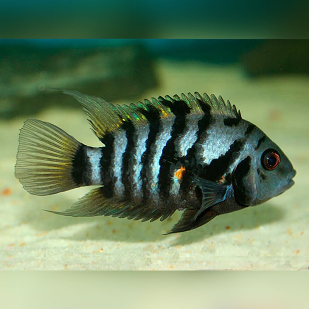 Convict Cichlid 2inches (pack of 2) - Live Fish for Aquarium Exotic Freshwater Live Fish, Live Aquarium Fish, Live Fish