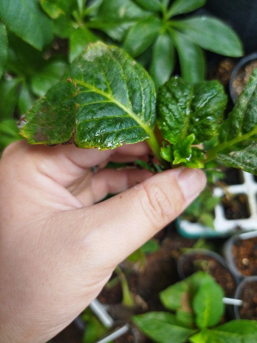 Amazon.co.jp: アジサイ 紫陽花 発根済み 発芽済み 抜き苗 来季用に