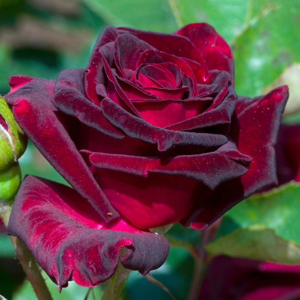 YouGarden Rose 'Black Baccara', Established Rose in 4L Pot, Ready For Planting, For Pots, Beds, and Borders