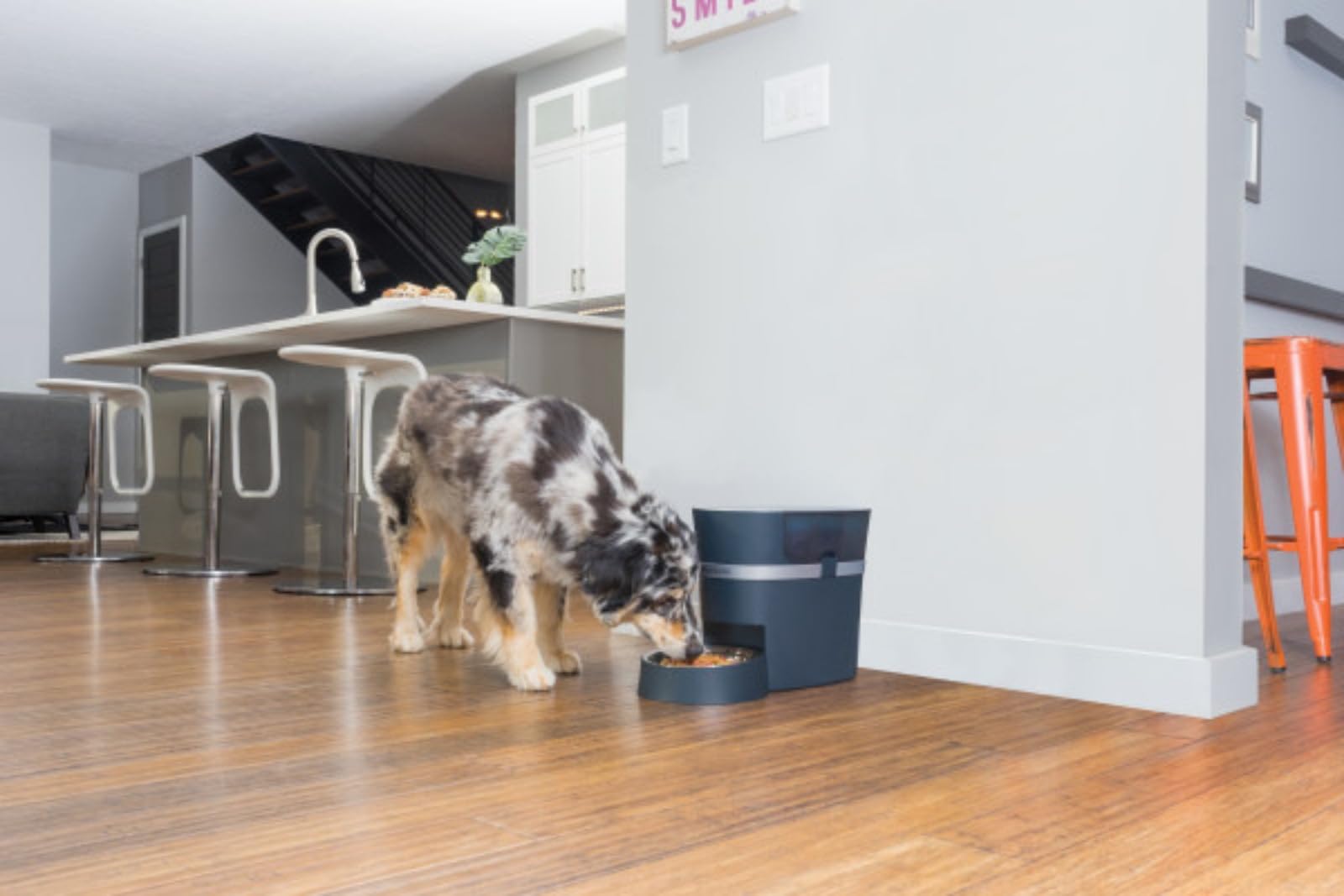 PetSafe Smart Feed Automatischer Hunde- und Katzenfutterspender