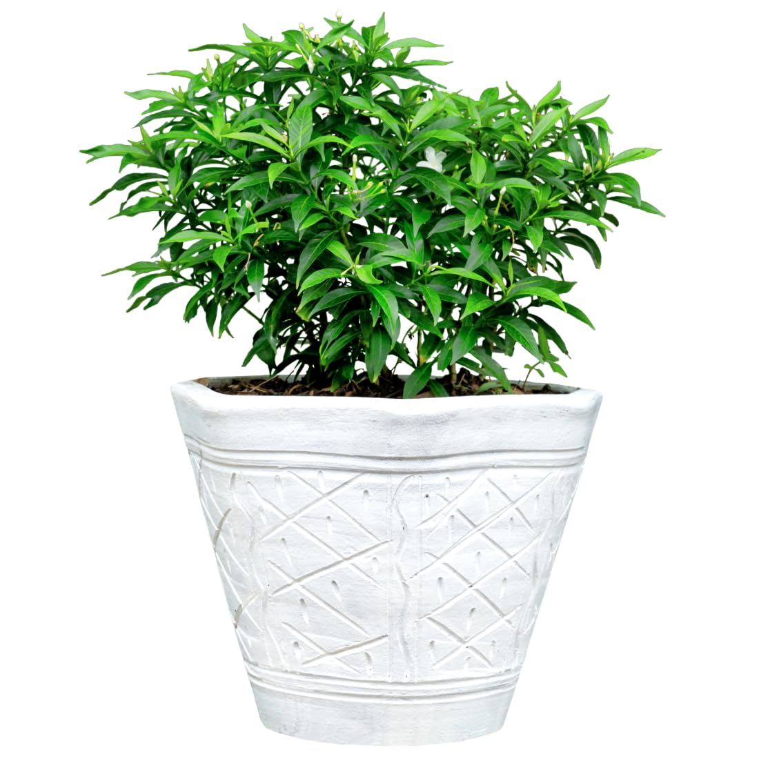 China Tagar Healthy Live Flower Plant Hybrid Variety | Crape Jasmine ...