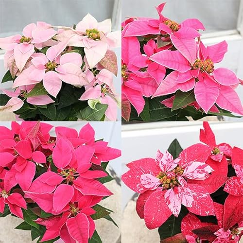 鉢花 プリンセチア ルージュ ピンクホワイト ホットピンク スノールージュ 3.5号 (ホットピンク)のサムネイル