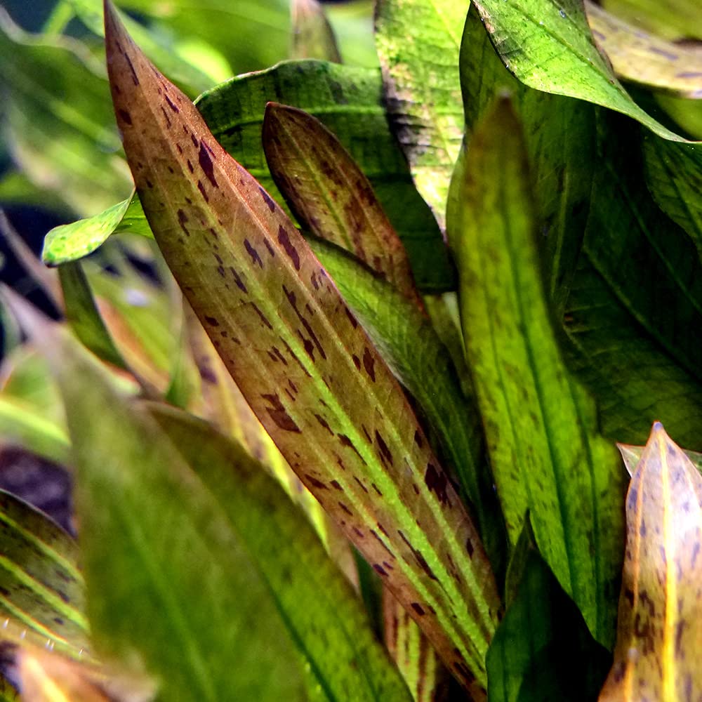 Amazon.co.jp: （水草）エキノドルス ジャングルスター NO．3