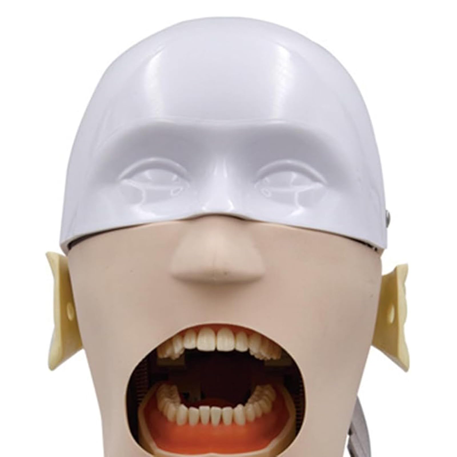 Simulatore dentale con testa di manichino a grandezza naturale con modello di denti per formazione di dentisti e assistenti dentali A