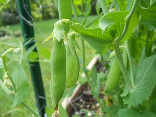 Miniatura 3 de 60 semillas de guisantes de azúcar para plantar reliquia sin OMG, más de 0.49 oz de supervivencia a granel de vegetales de jardín