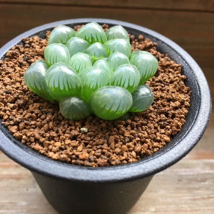 ハオルチア オブツーサ 多肉植物 トゥルンカータ オブツーサ