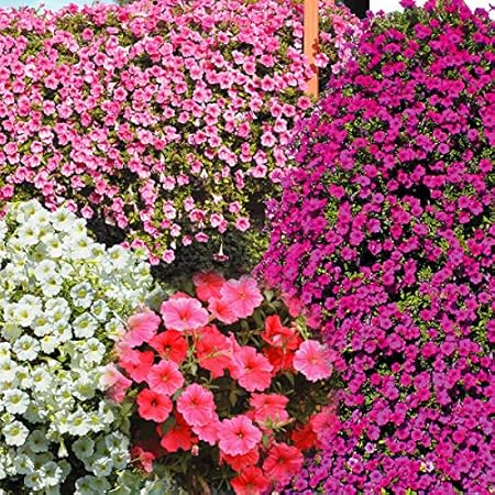 Amazon 国華園 花苗 ペチュニア 巨大ペチュニアセット 4種8株 21年春商品 花