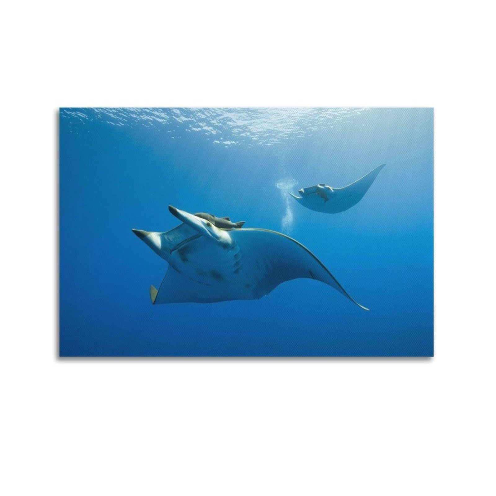 WZKTCL Beautiful Sea Creatures Poster Poster Decorative Painting Canvas Wall Posters And Art Picture Print Modern Family Bedroom Decor Posters 24x36inch(60x90cm)