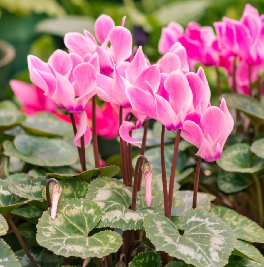 Cyclamen Plant Live Perennial Fowering Plant Persian Violet Shurb 4 Inch Pot, Winter Flowers (Pink Cyclamen Flowers)