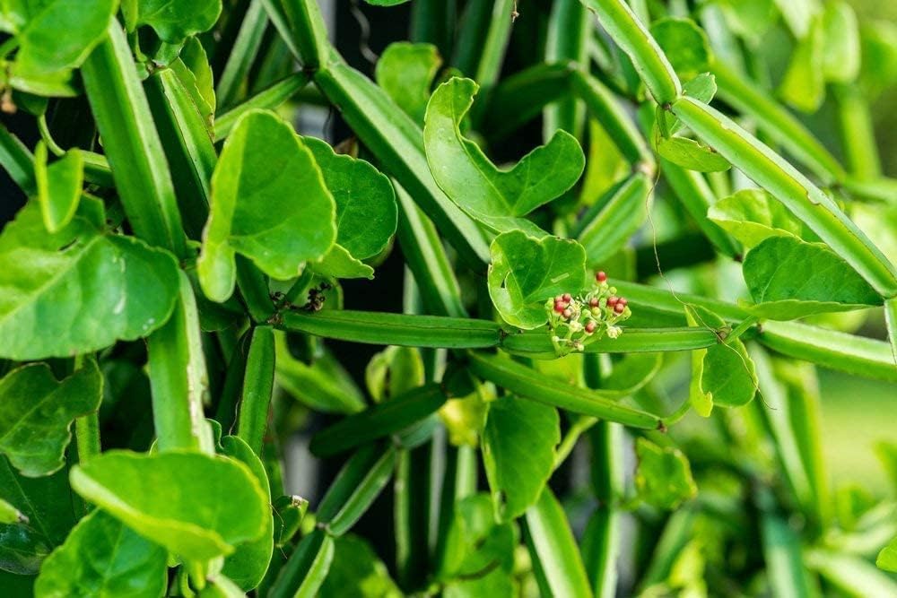 RV Pirandai Powder Cissus Quadranglaris en polvo, 100 gramos
