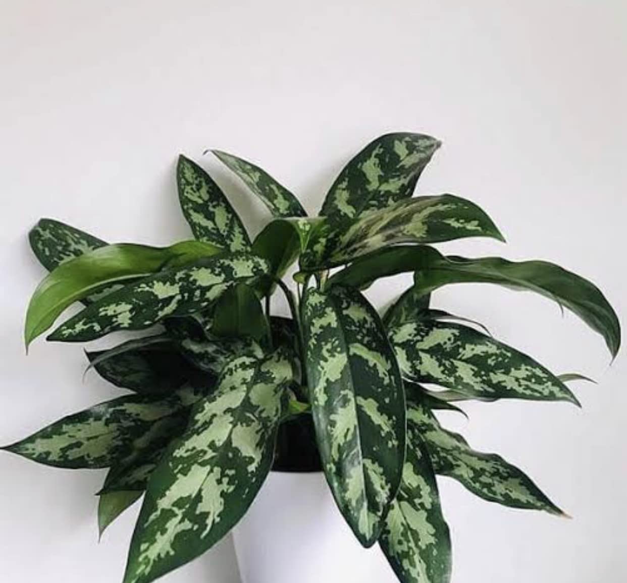 The Four Seasons Aglaonema Maria Natural Live Plant in Pot