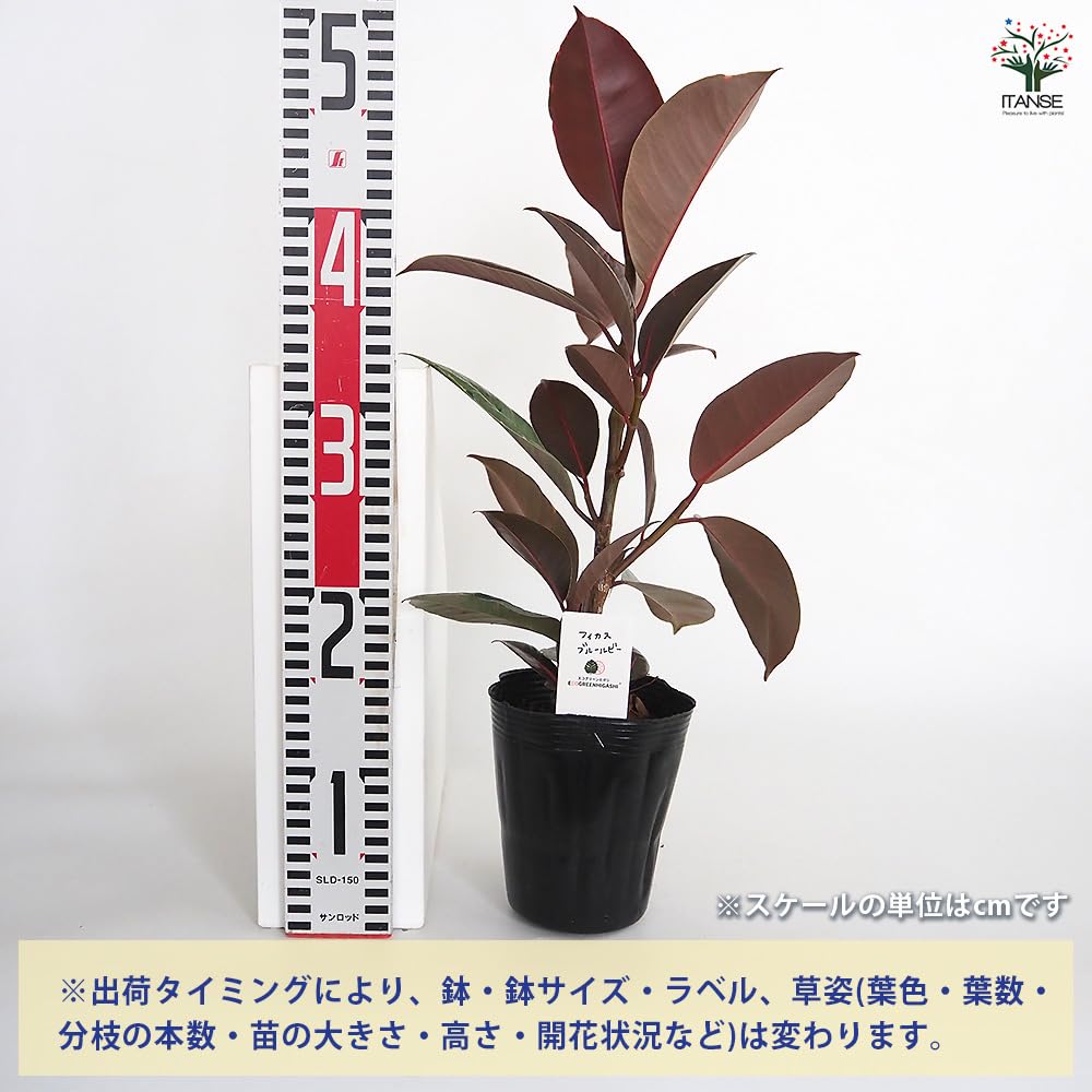 Amazon｜ITANSE フィカス ブルールビー 4号 1個売り 観葉植物