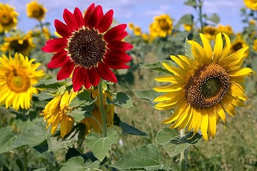 Miniatura 2 de Semillas de girasol para plantar reliquia sin OMG, paquete a granel de 15 variedades de semillas mezcladas, atrae polinizadores (500 semillas)
