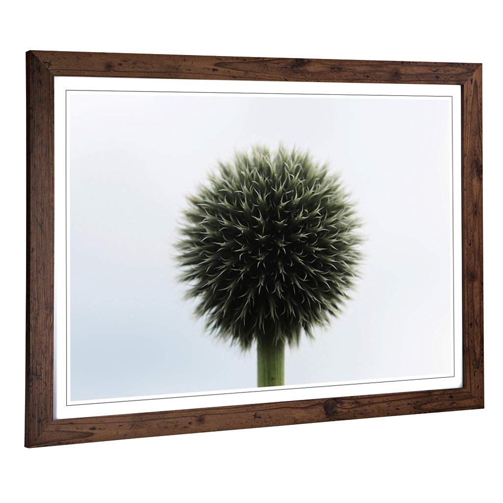 Big Box Art Framed Print of Flower Globe Thistle (3) Design | Wall Art Picture | Home Decor for Kitchen, Living, Dining Room, Bedroom, Hallway, Office, Walnut, A2 / 24.5x18 Inch / 62x45cm