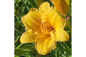 Stella D'Oro Yellow Daylilies - The Ultimate Reblooming Daylily