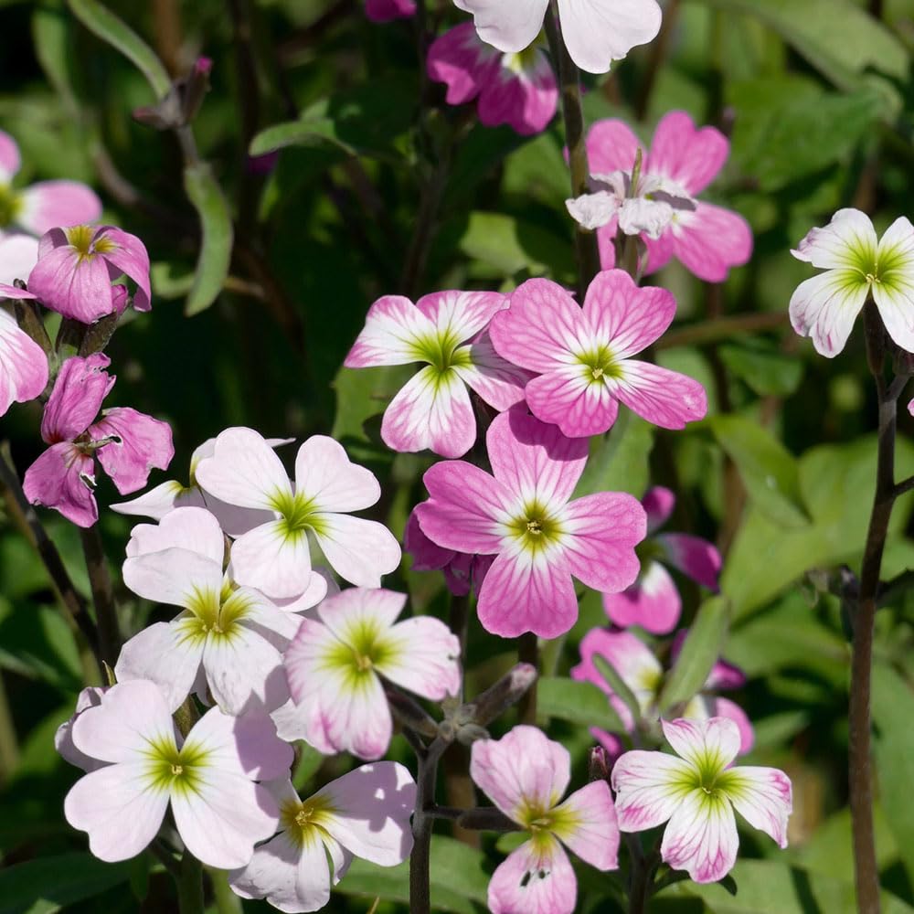Stock Virginian Mix Seeds – Very Quick & Easy to Grow – Hardy Annual – for Your Beautiful Garden