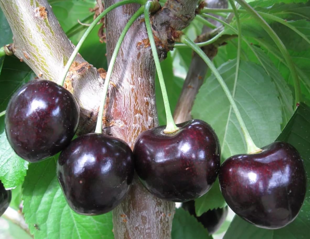 2 Black Cherry Tree Live Plants Sweet Cherry Plants American Black Cherry Trees Black Cherries Plants 6 to 12 Inch Tall