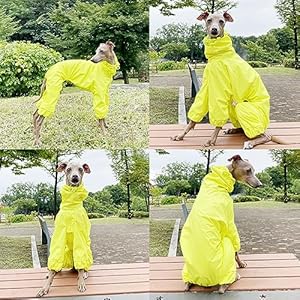 Italian greyhound raincoat waterproof jacket windbreaker clothes whippet for dog mraincoat yellow   cucciolini doodles
