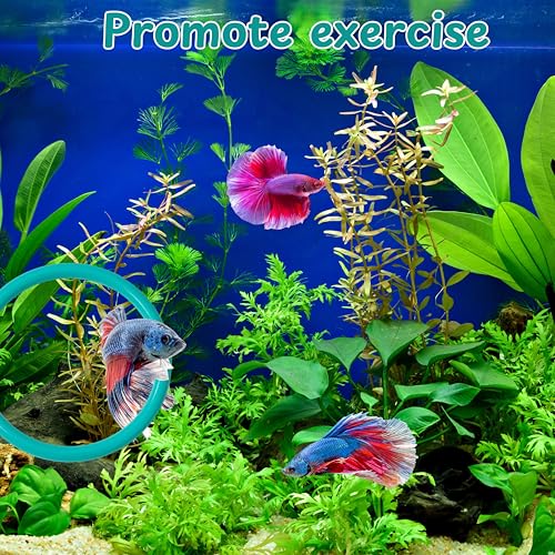 Image of 2 pcs Betta Ring Enrichment Toys with 1 pcs Betta Mirror, Exercise Training Ring and Floating Mirror for Fish Tank, Aquarium Feeding Rings with Floating Mirrors, Fish Toys, Bettas Toy (Teal, M-70mm)