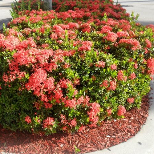 Kit com 15 Mudas de Mini Ixora Vermelha Para Florir em Jardim