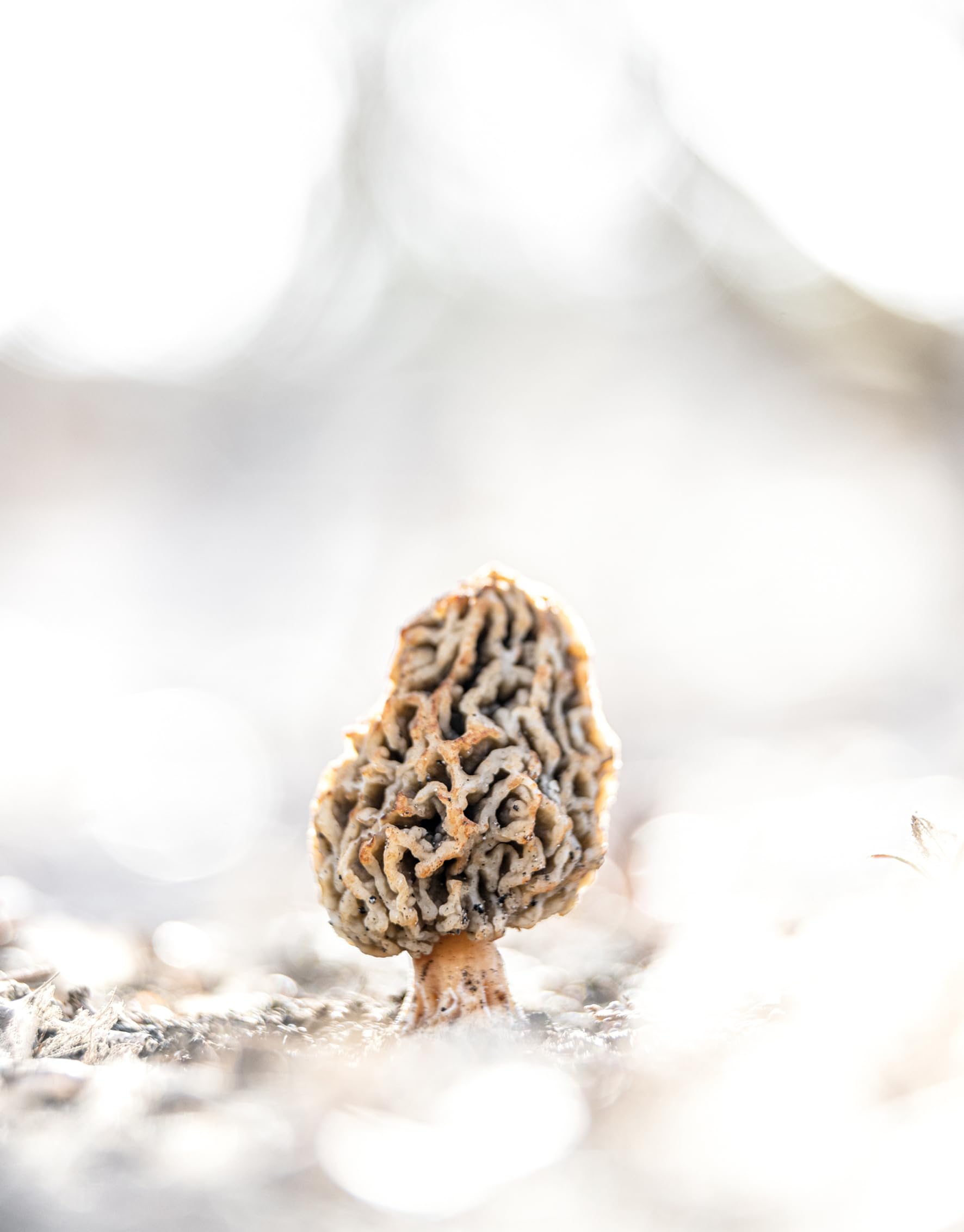 Wonderland: The Secret World of Mushrooms