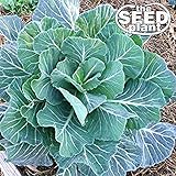Georgia Southern Collard Green Seeds - 500 Seeds Non-GMO