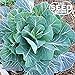 Georgia Southern Collard Green Seeds - 500 SEEDS NON-GMO