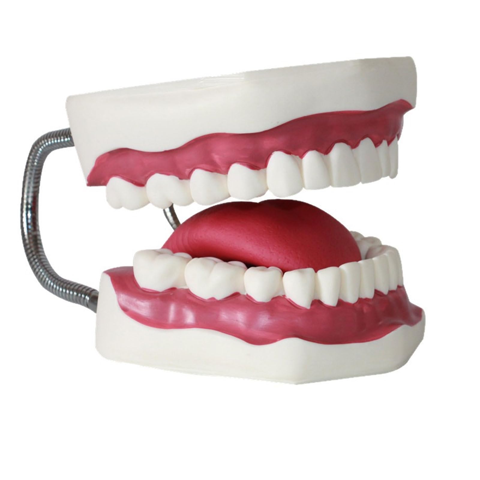 Modèles dentaires Adultes de Dents avec Langue Modèle médical pour l'enseignement précoce des Enfants Fournitures d'étude et d'apprentissage
