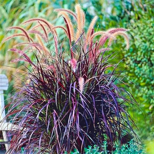 2 Purple Fountain Grass Live Plants, Perennial Grass Clumps for Outdoor Landscaping Growing, Ornamental Grasses Ready to Grow 4-9 Inches