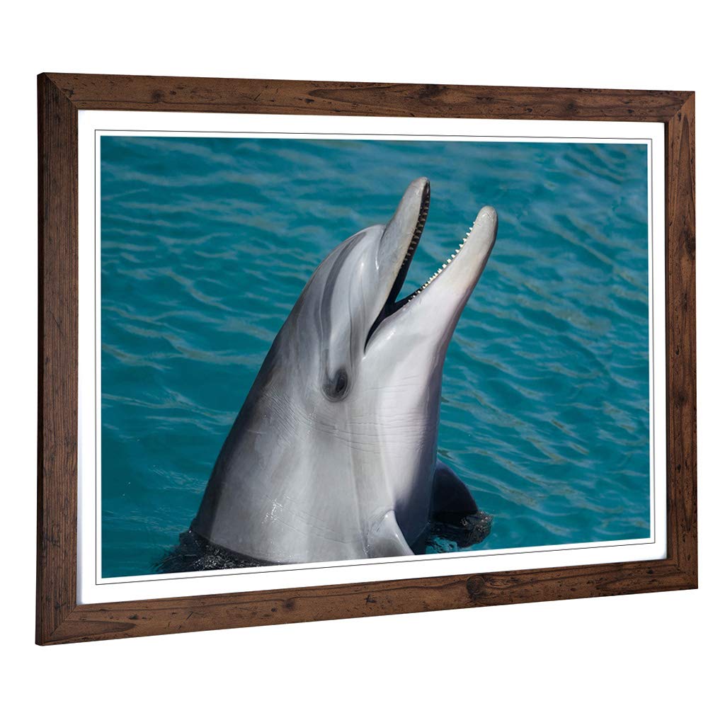 Big Box Art Framed Print of Dolphin (2) Design | Wall Art Picture | Home Decor for Kitchen, Living, Dining Room, Lounge, Bedroom, Hallway, Office, Walnut, A2 / 24.5x18 Inch / 62x45cm