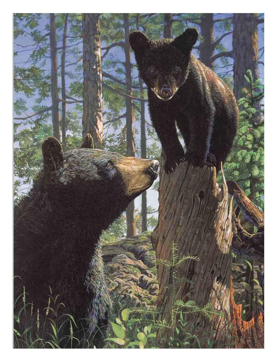 Black Bear with cub - Triple Views - 3D Lenticular Poster - 12x16 Animated Print - 3 Prints in 1