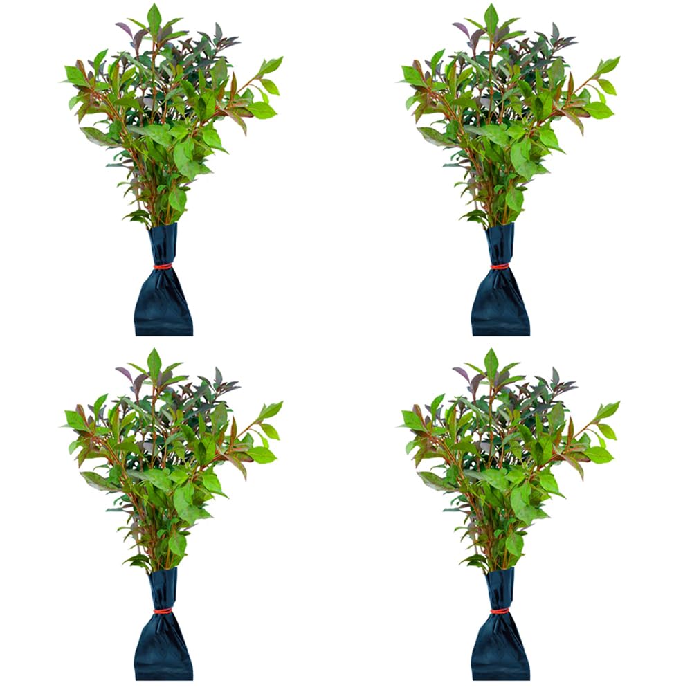 See full amazon price history chart for Ponnanganni Cheera/Dwarf Copperleaf Ready to plant (Pack of 4) Ponnanganni Cheera/Dwarf Copperleaf Ready to plant (Pack of 4) (B0CQZ4CBD3) Amazon Price History, Amazon Price Tracker