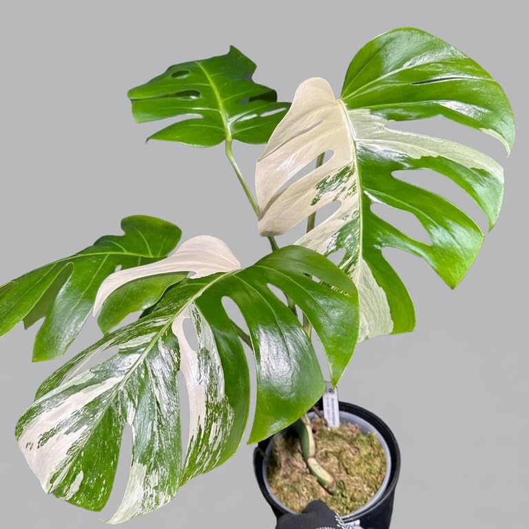 Amazon｜JolieNursery（ジョリーナーセリー）斑入りモンステラ