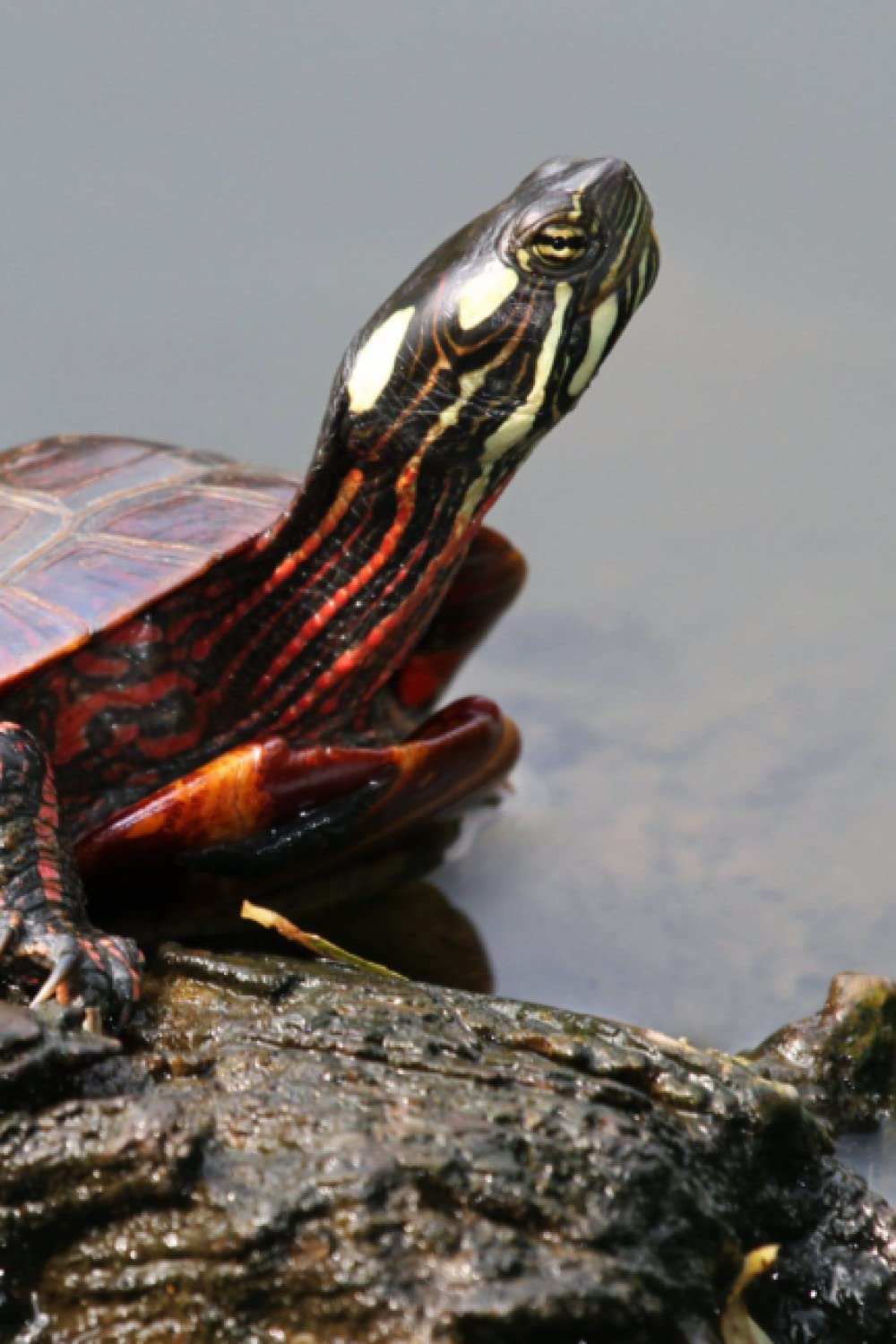 Notebook: Chrysemys picta picta 6x9 lined journal, diary: Eastern painted turtle