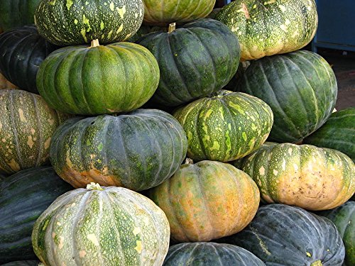 Creative Farmer Pumpkin Seeds Hybrid Vegetable Seeds For Planting-20 Seeds (B01MECVWKQ) Amazon Price History, Amazon Price Tracker