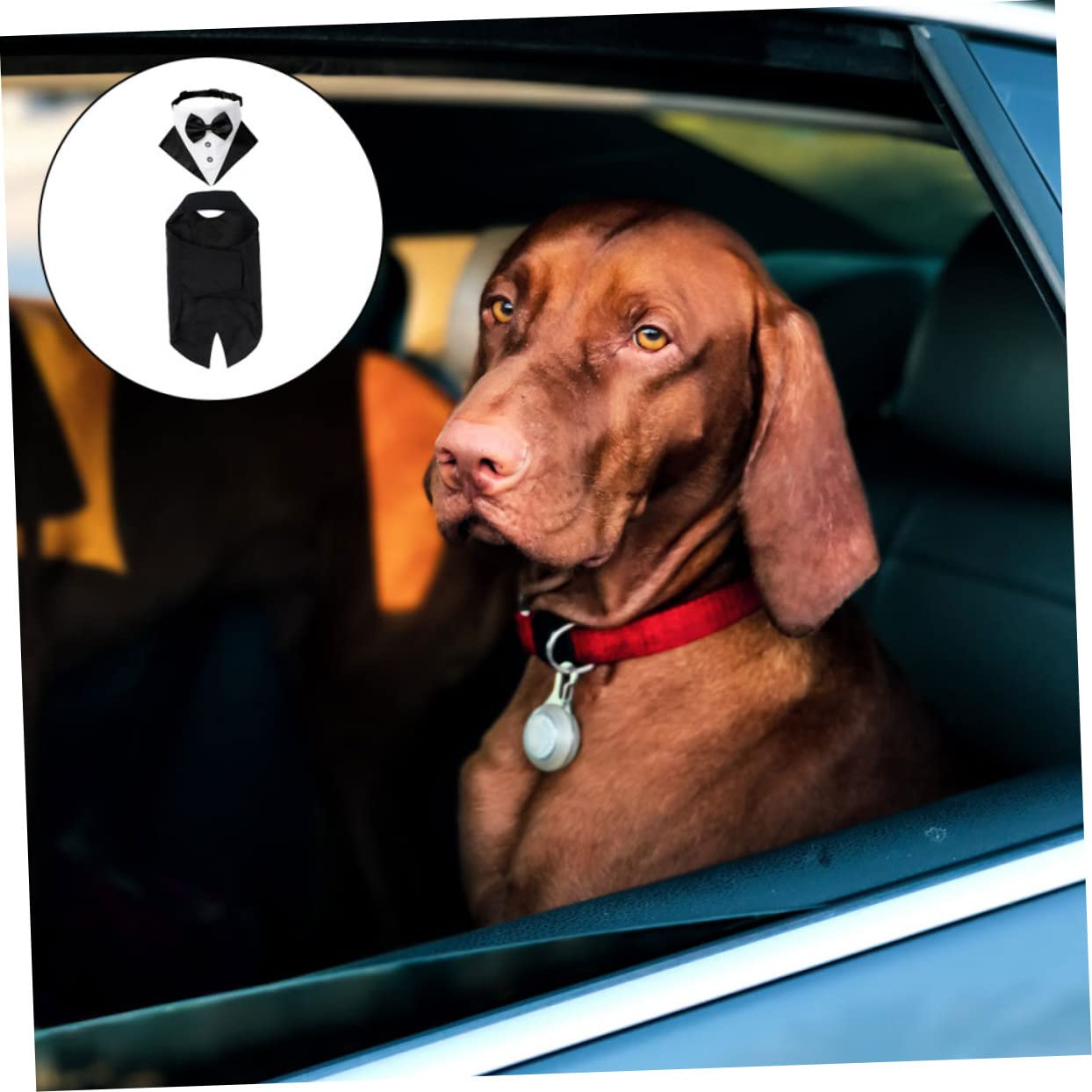 VICASKY Costume Et Bandana pour Chien Smoking pour Chien De Costume Et Bandana pour Animal De Compagnie