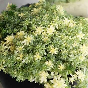 61tRq2nQq5L._AC_UF350,