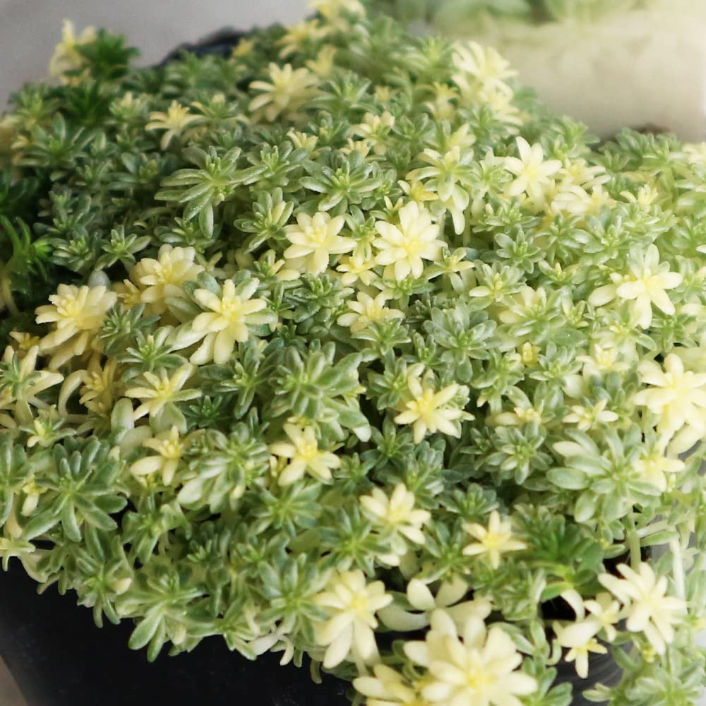 多肉植物 斑入りセダム ミルクゥージ　正規品ラベル付　抜き苗 セダム：ミルクゥージ3号ポット 2株セット の通販 | 園芸ネット