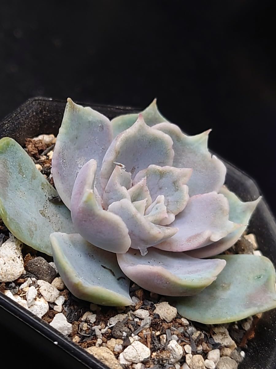 多肉植物❗️赤字覚悟　韓国苗　斑入り　錦8種セット❗️ 斑入り苗 – 多肉植物の通販・販売サイト tawawa