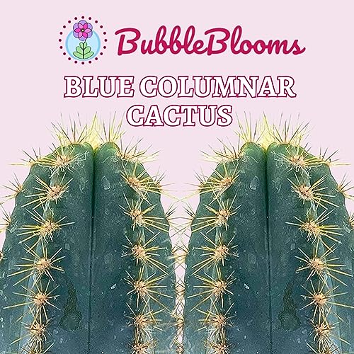 Blue Columnar Cactus, Pilosocereus Pachycladus Cacti, Column Cactus, Blue Torch Cactus, Woolly Torch Cactus, In 4 Inch Pot #TOP1