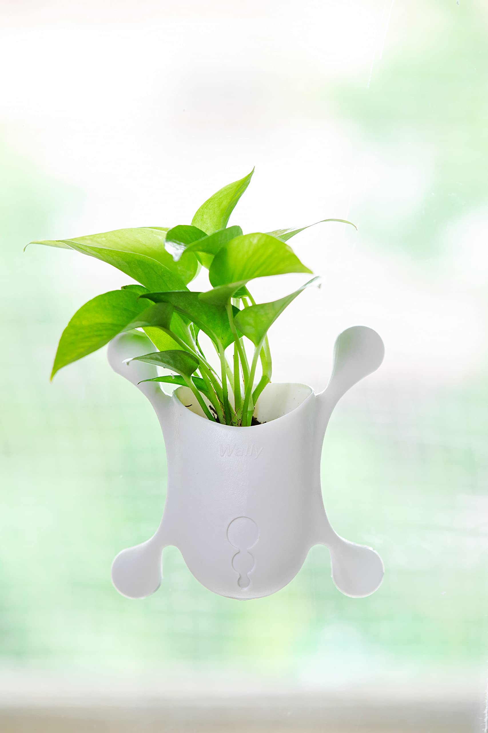 See full amazon price history chart for Money Plant with Decorative Planter Pots for Indoor Gardening on Glass Panel Walls, Glass Windows, Tiles, Refrigerator or Any Glossy Surface Money Plant with Decorative Planter Pots for Indoor Gardening on Glass Panel Walls, Glass Windows, Tiles, Refrigerator or Any Glossy Surface (B09CCY9KBW) Amazon Price History, Amazon Price Tracker