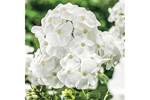 1000+ Creeping Phlox Flower Seeds for Home and Garden