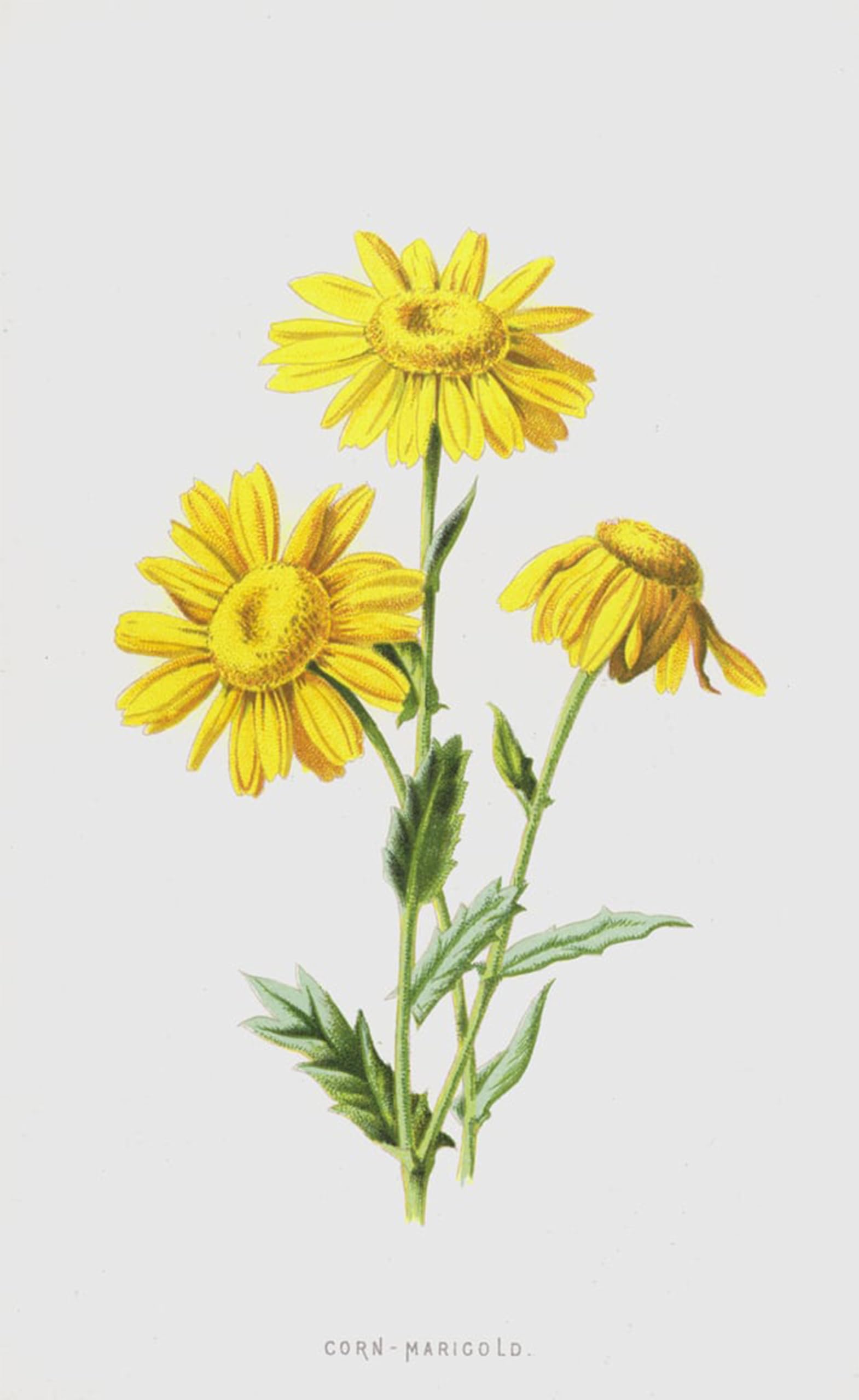 ARTXLXXBN Famous Art Print Poster Vintage Wall Art Corn Marigold by Frederick Edward Hulme Canvas Art Poster for Home Decor 60x90cm
