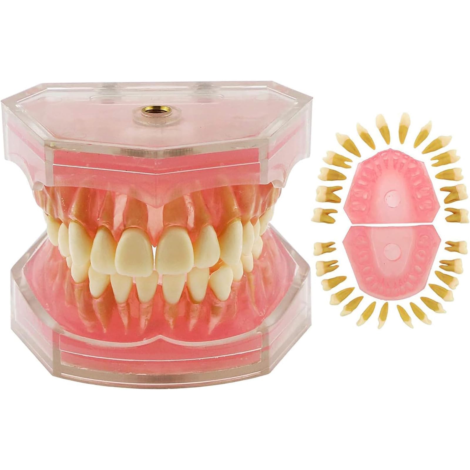 BACTI Dental Teaching Oral Care, Teeth Model for Dental Implant Demonstration Practice Teaching, Can Be Used As a Demonstration Tool for Dentists, Effectively View The Composition Of Tooth Roots