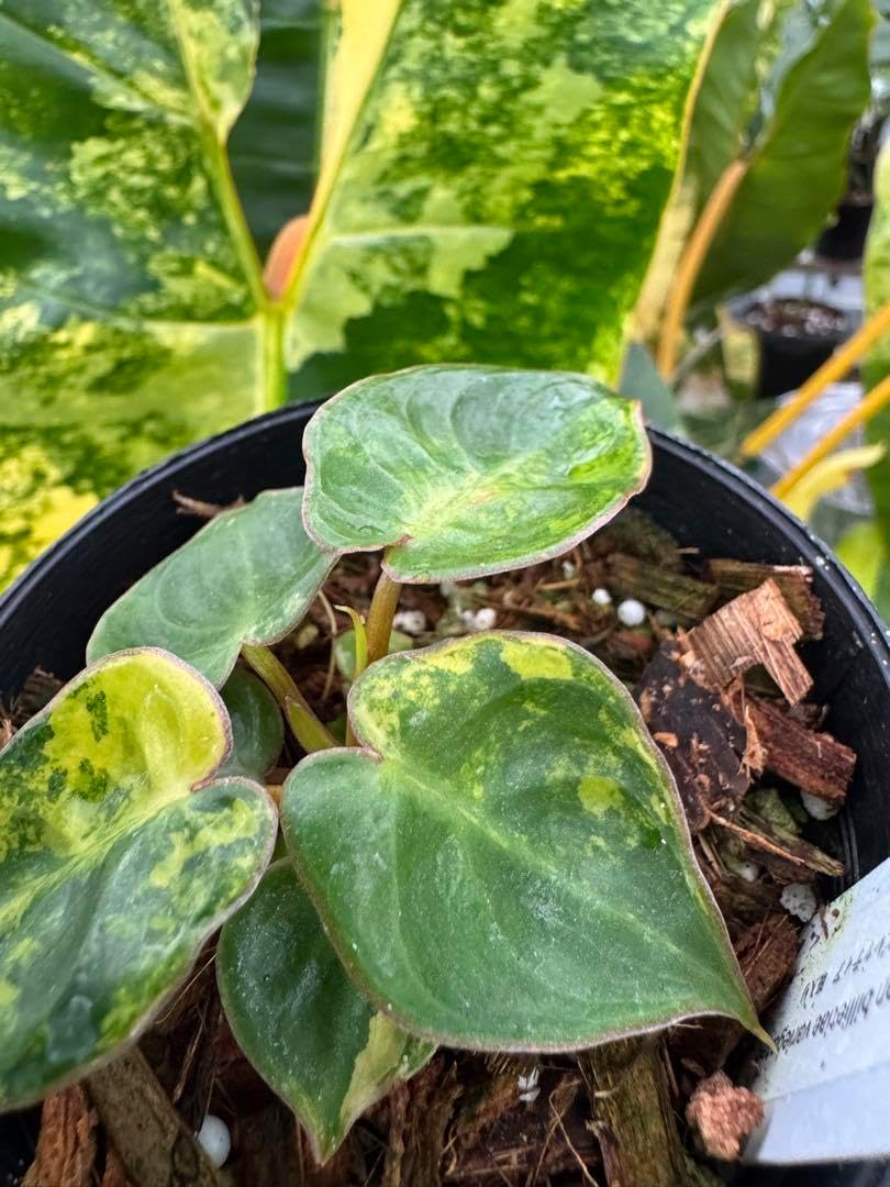 3 フィロデンドロン ビレッティア 斑入り No.011/ 2023/10/18/-TGK