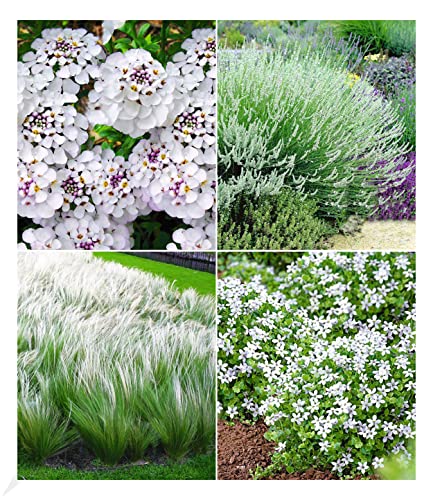 BALDUR Garten Winterhartes Staudenbeet Eleganz in Weiß, 12 Pflanzen für ca. 2,5-3 qm, Federgras, Lavendel weiß, Isotoma weiß und Iberis weiß, winterharte Stauden, mehrjährig